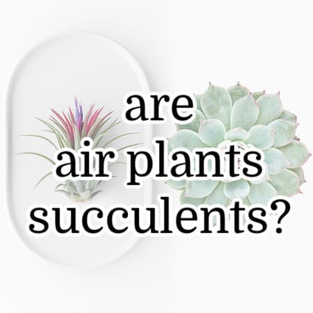 featured image for are air plants succulents post