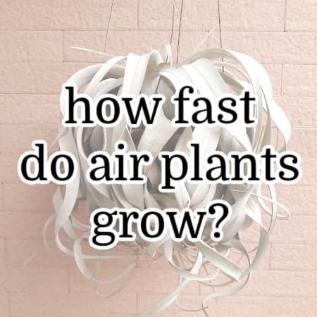 How Fast do Air Plants Grow?  (+ 4 Tips to Grow them Faster!)