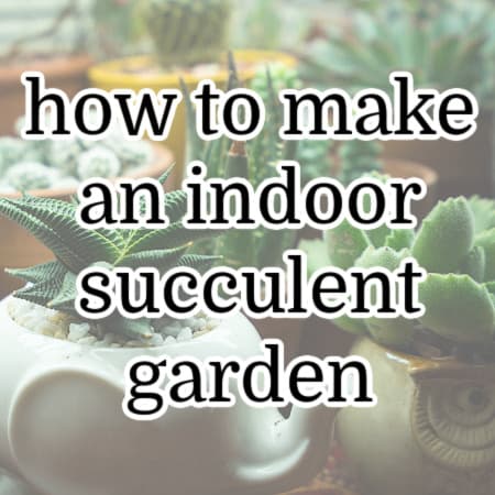 How to Make an Indoor Succulent Garden (in 7 Easy Steps!)