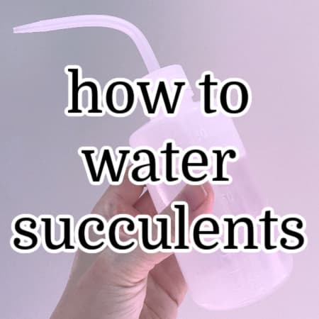 How to Water Succulents (Easy Care Guide!)