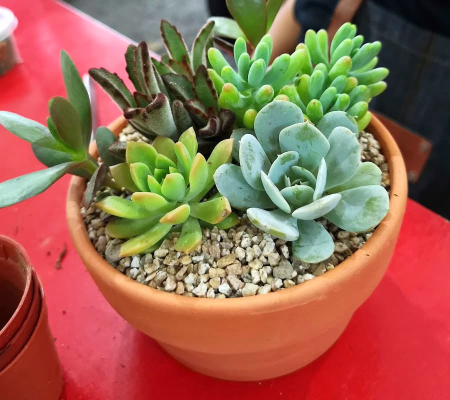 succulents in an unglazed terracotta pot