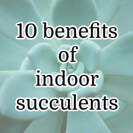 Featured image for 10 benefits of indoor succulents post