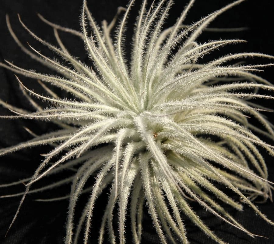 Tillandsia tectorum