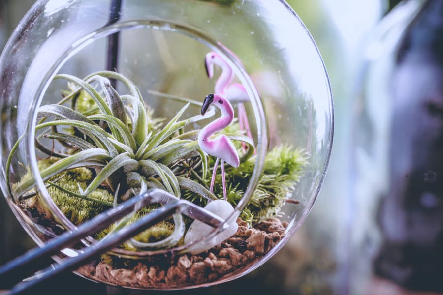 an air plant in a small, open glass terrarium