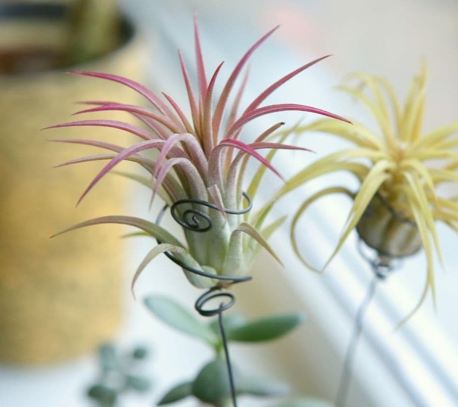 air plant in a wire holder