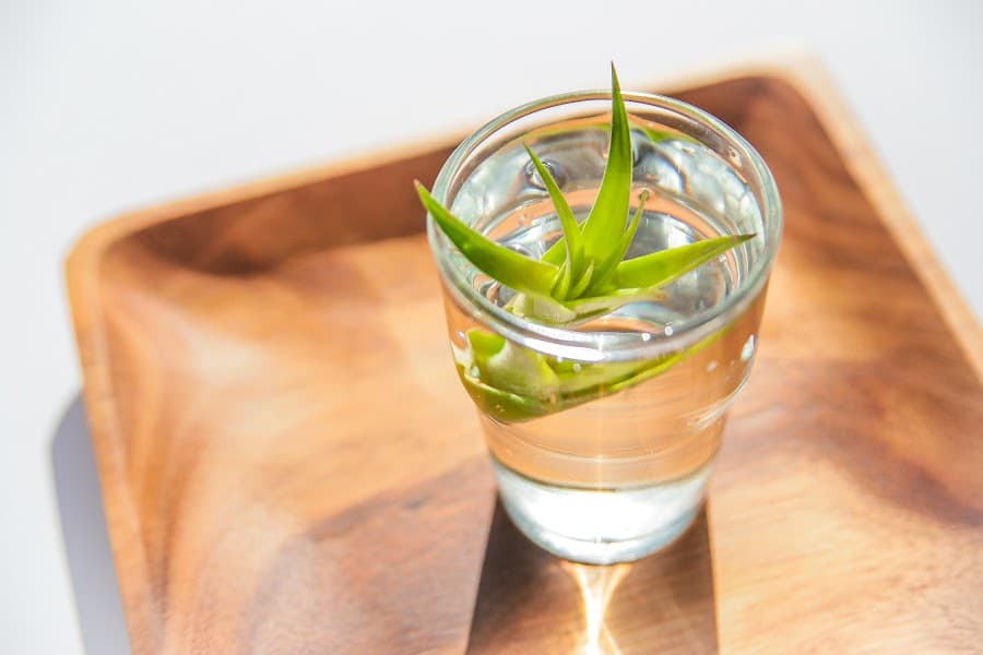 an air plant soaking in a glass of water