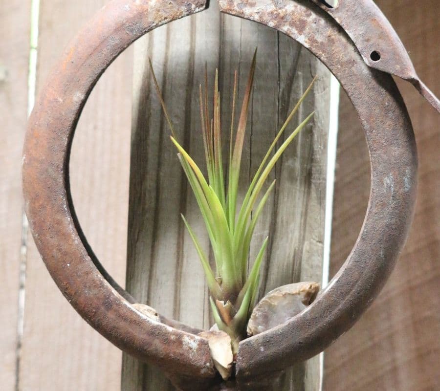 air plant on a metal hoop with rocks at the base