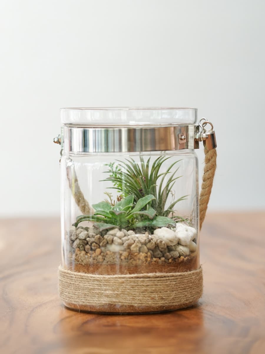 jar terrarium with air plant inside