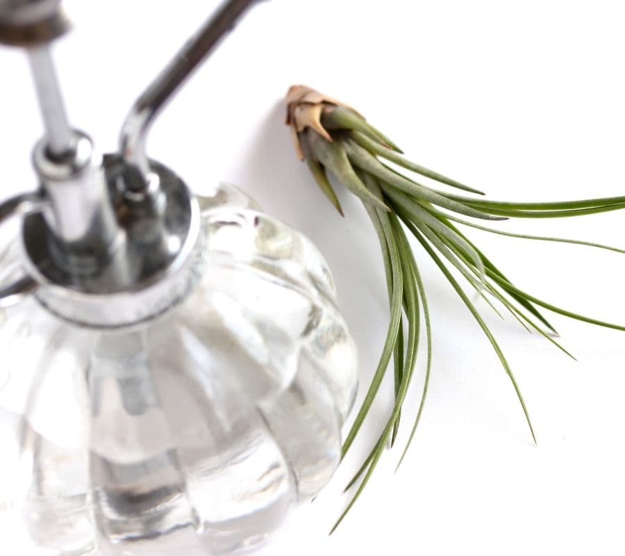 an air plant laying next to a spray bottle of water