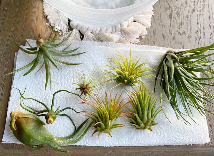 assorted air plants drying on a paper towel after watering