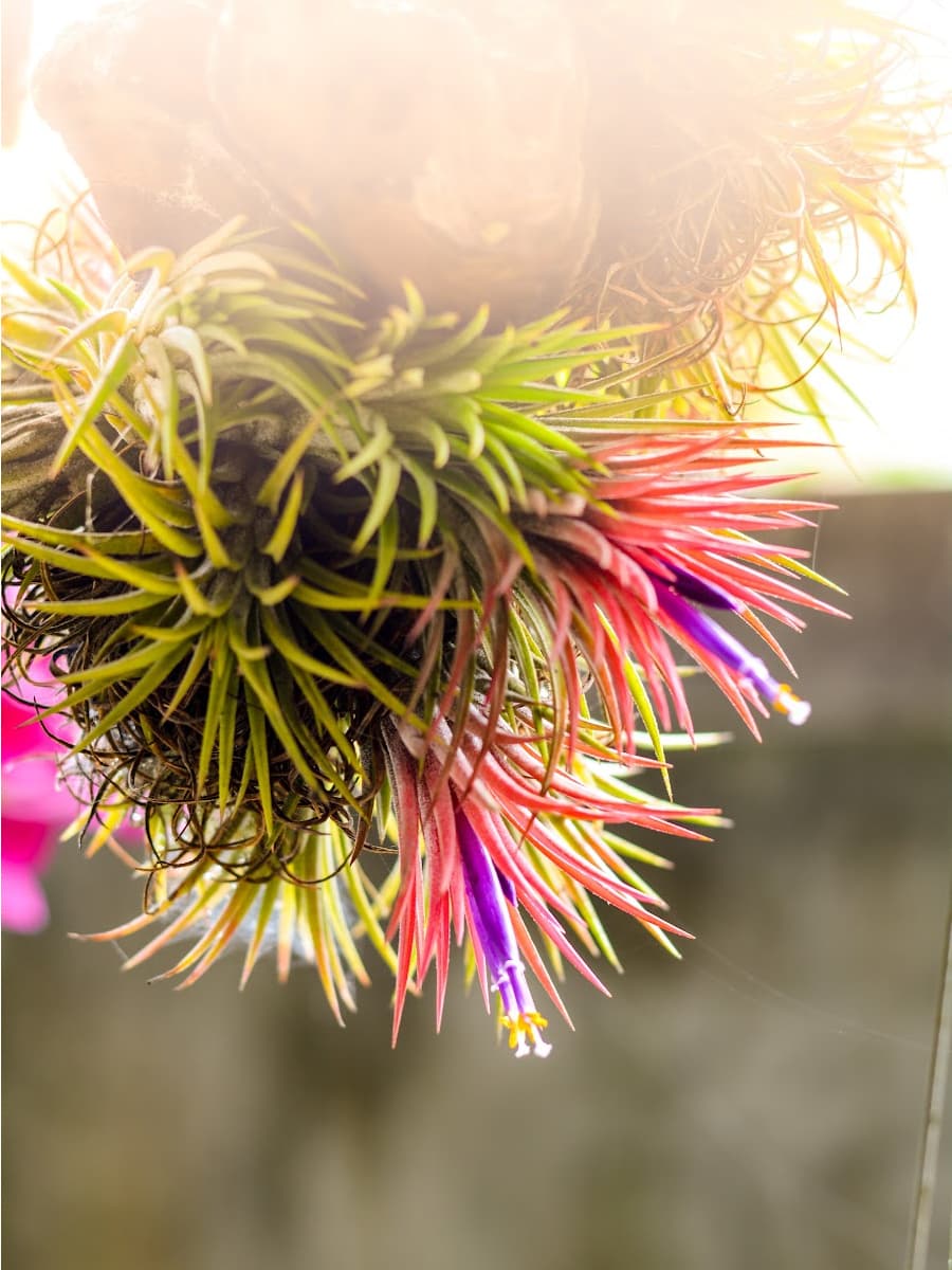 cluster of air plants in front of a window with sunlight coming in