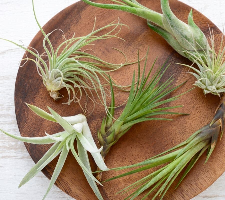 various air plants on a wooden plate