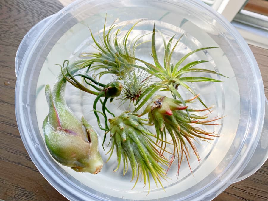 several air plants soaking in filtered water