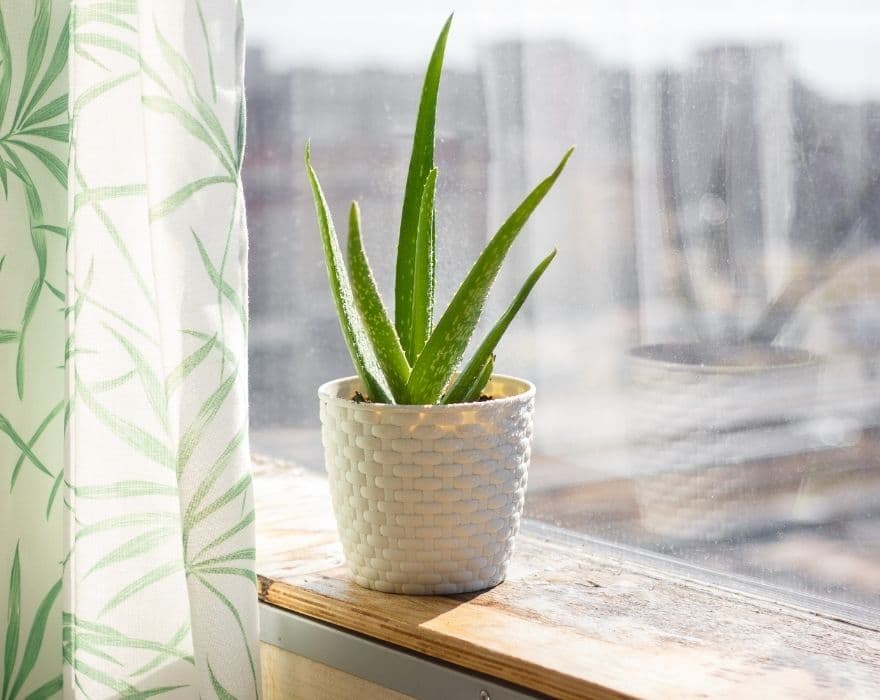 An aloe vera plant in a white pot sitting on a window sill.