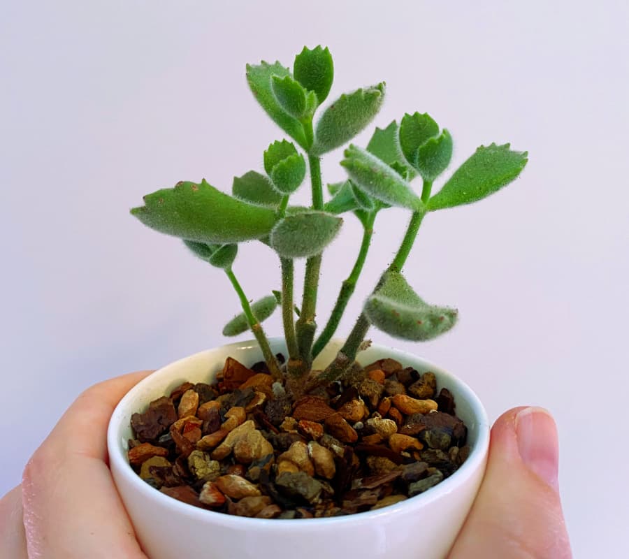 bear paw plant kalanchoe