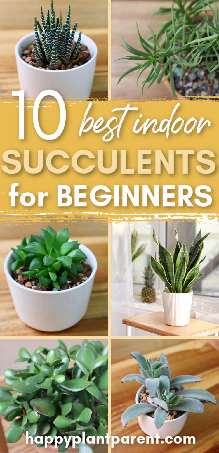 Pinterest image for 10 best indoor succulents for beginners post