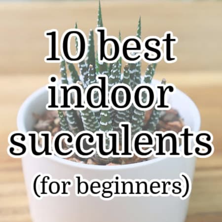 featured image for 10 best indoor succulents post