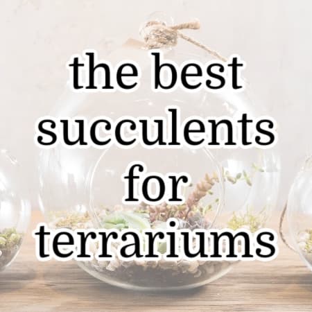 featured image for best succulents for terrariums post