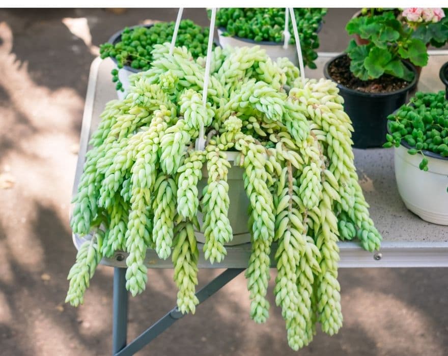 Burro's tail succulent plant in a hanging planter near other succulents.