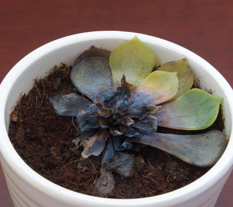 rotten dying succulent plant