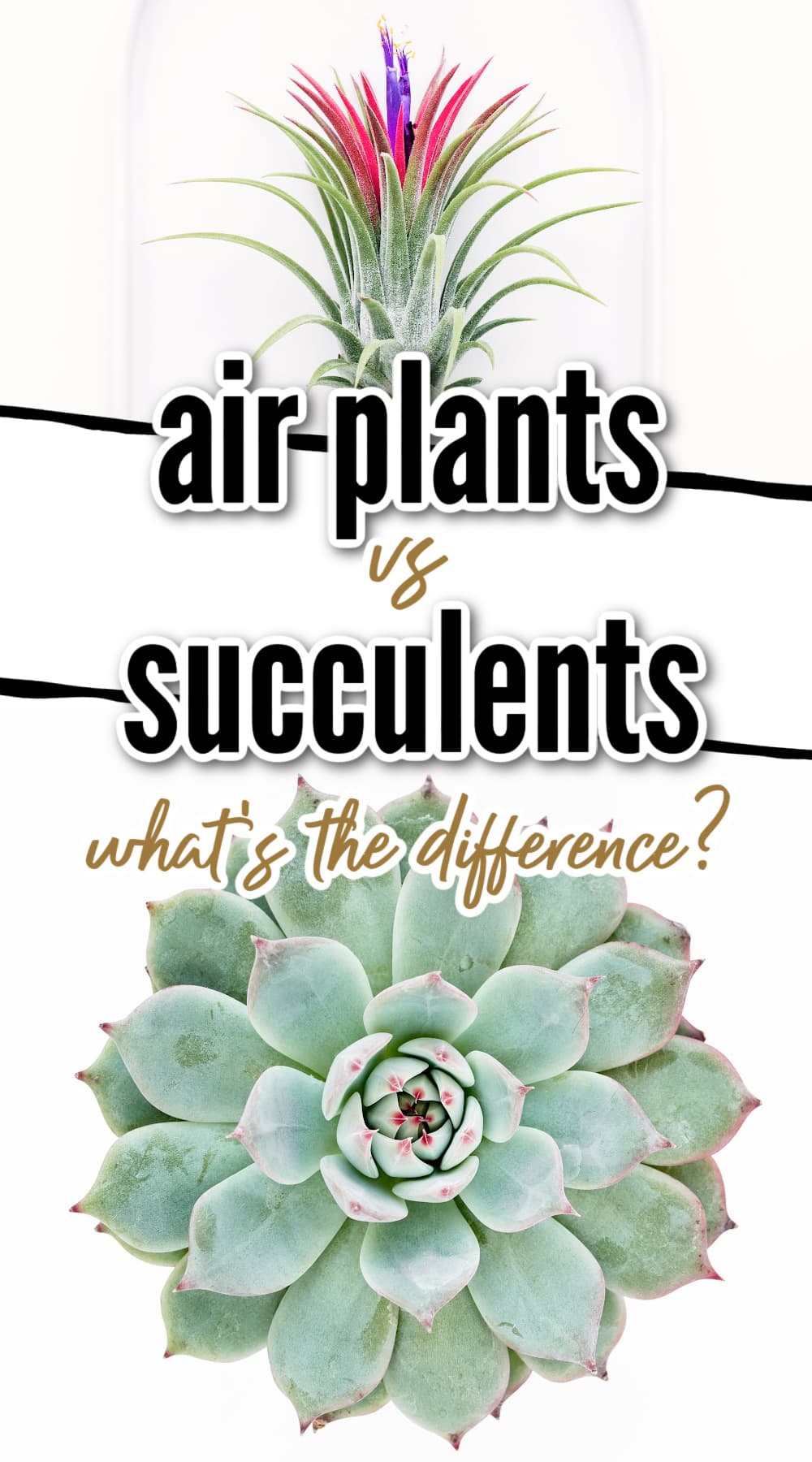 Pinterest pin for 7 differences between air plants and succulents post