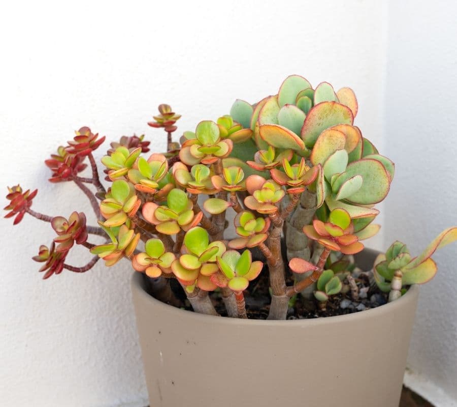 Elephant bush in a beige pot