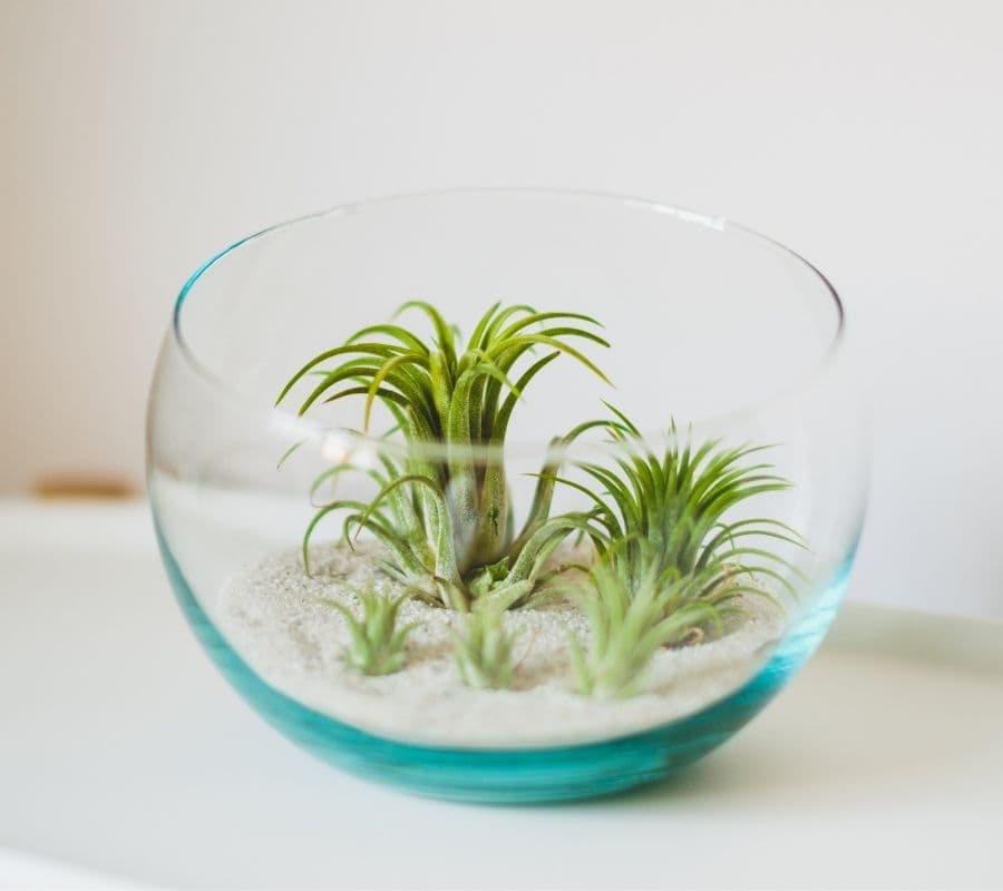 family of air plants in a glass bowl with sand