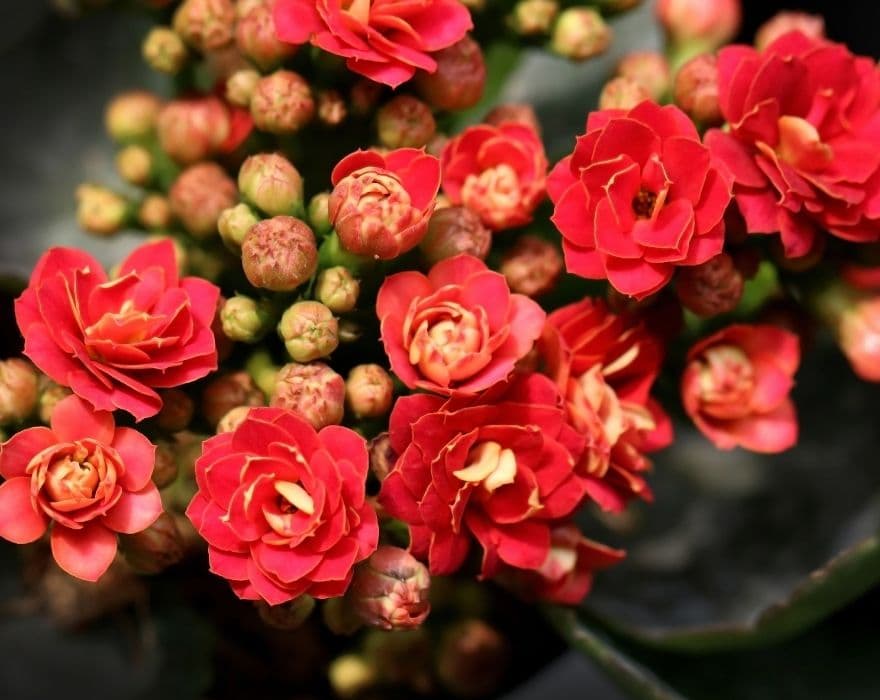 Up close photo of the pink blooms of a Flaming Katy kalanchoe plant.
