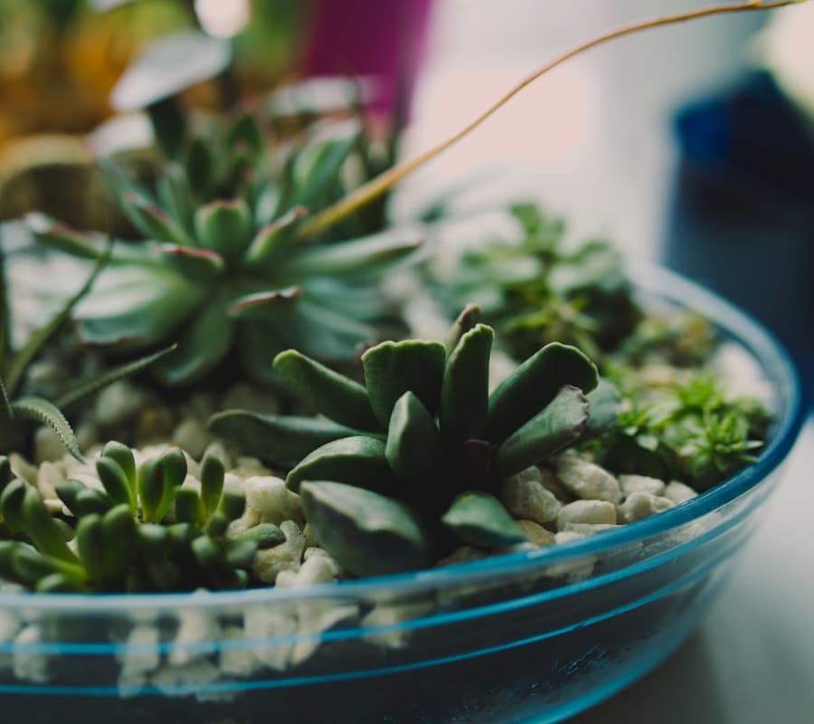 succulents in a shallow glass bowl with no drainage holes