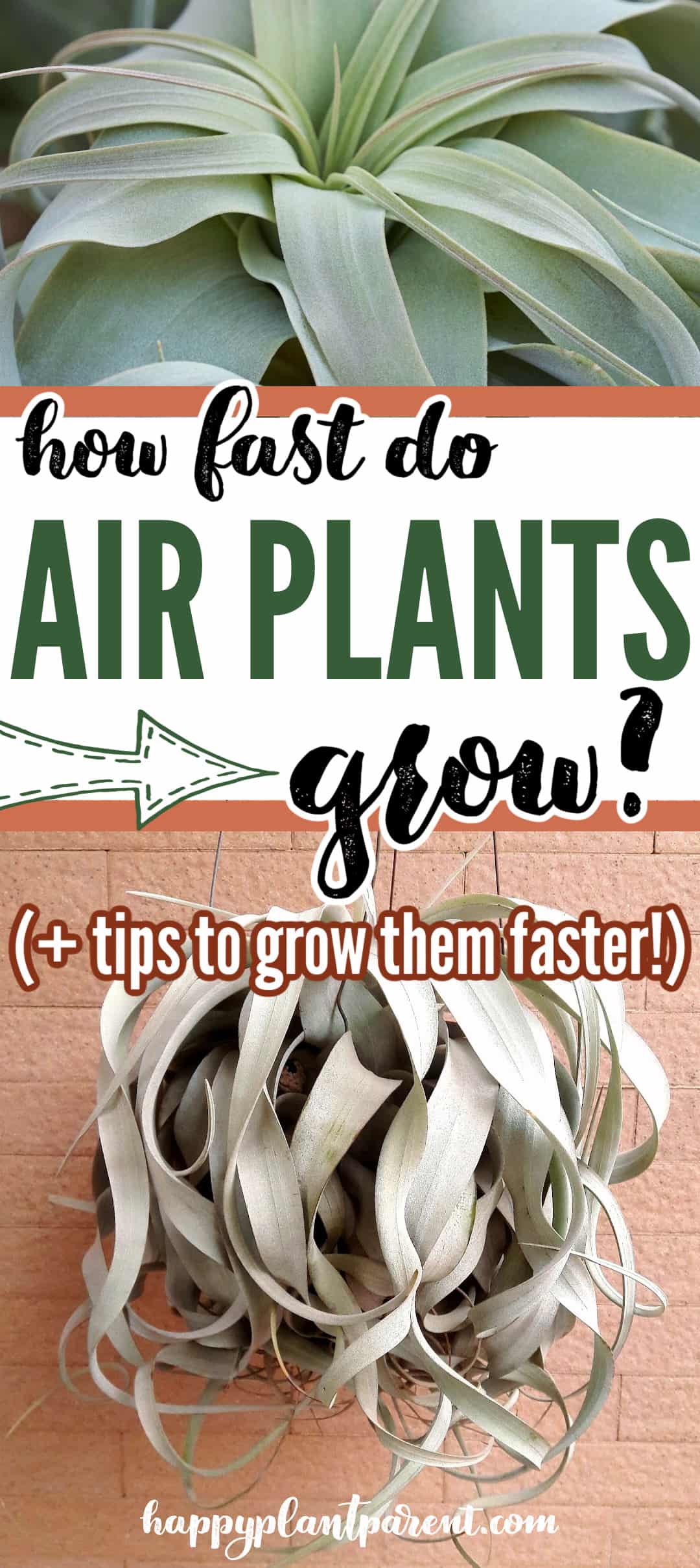 Pinterest pin for how fast do air plants grow post