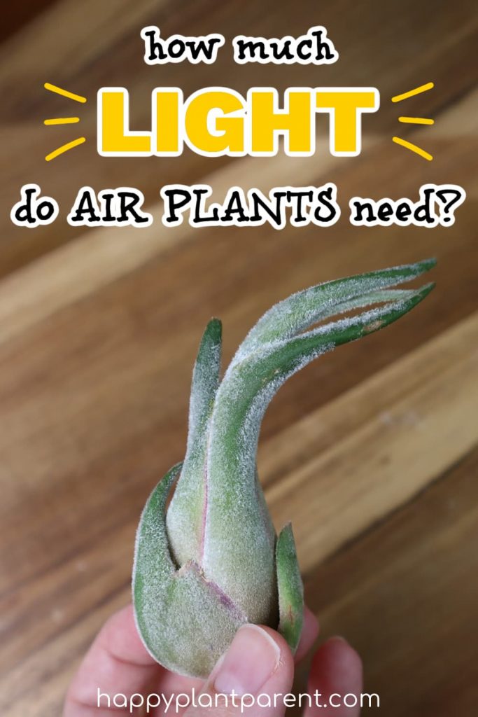 How Much Light Do Air Plants Need To Thrive Indoors? (& When You Should