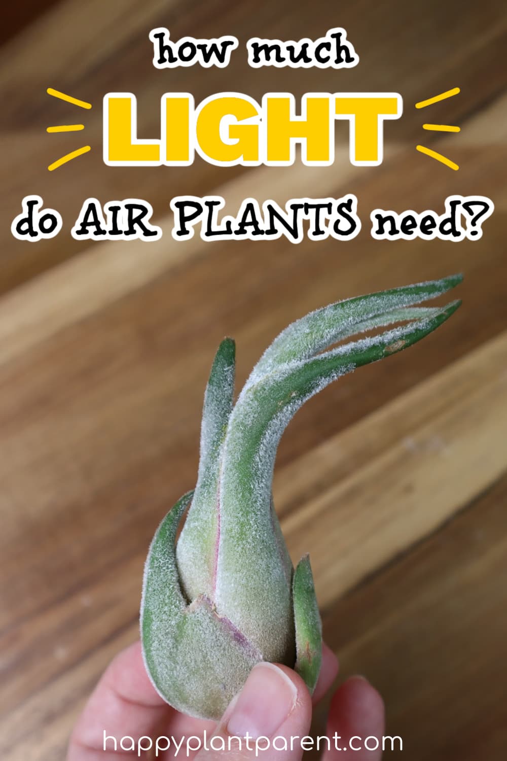 Pinterest pin for how much light do air plants need post