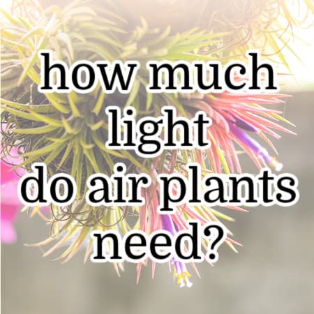 featured image for how much light do air plants need post