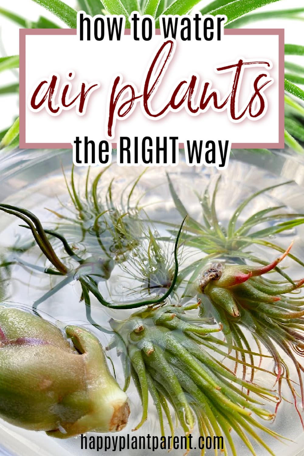 Pinterest image for how to water air plants post