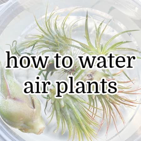 featured image for how to water air plants post