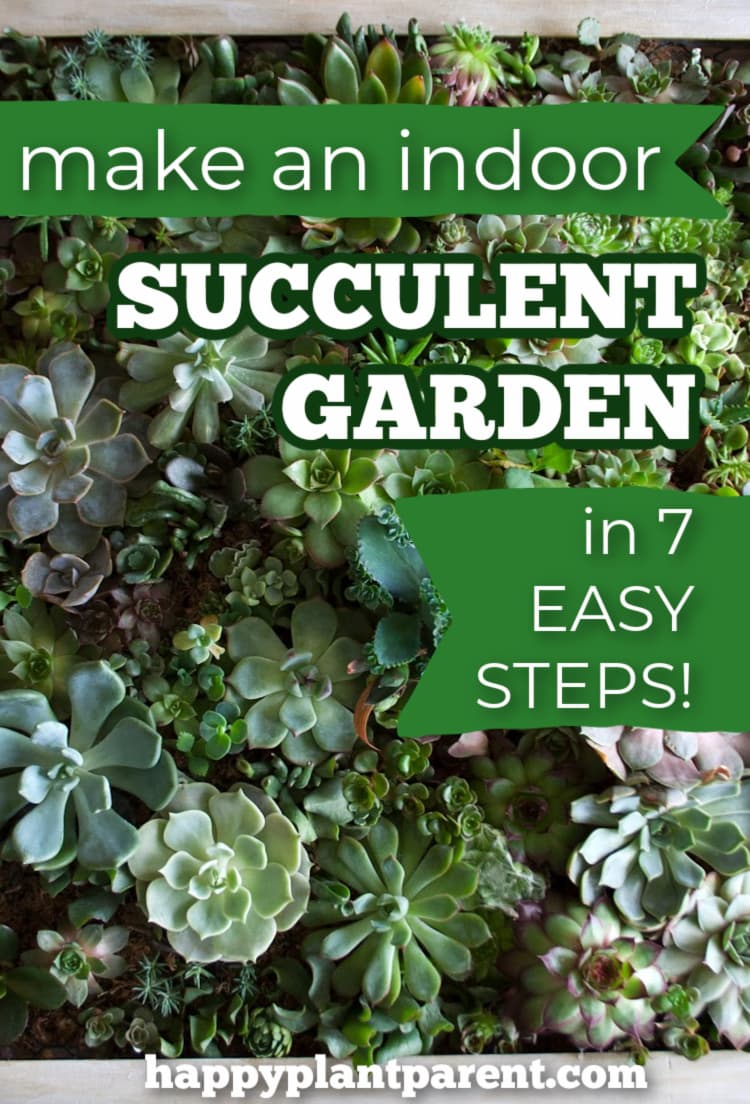 Pinterest image for indoor succulent garden post