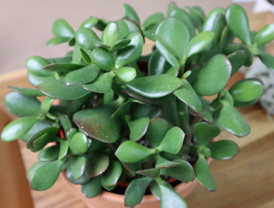 jade plant in a terracotta pot