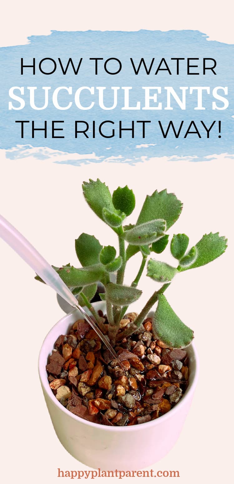 Pinterest image for how to water succulents post