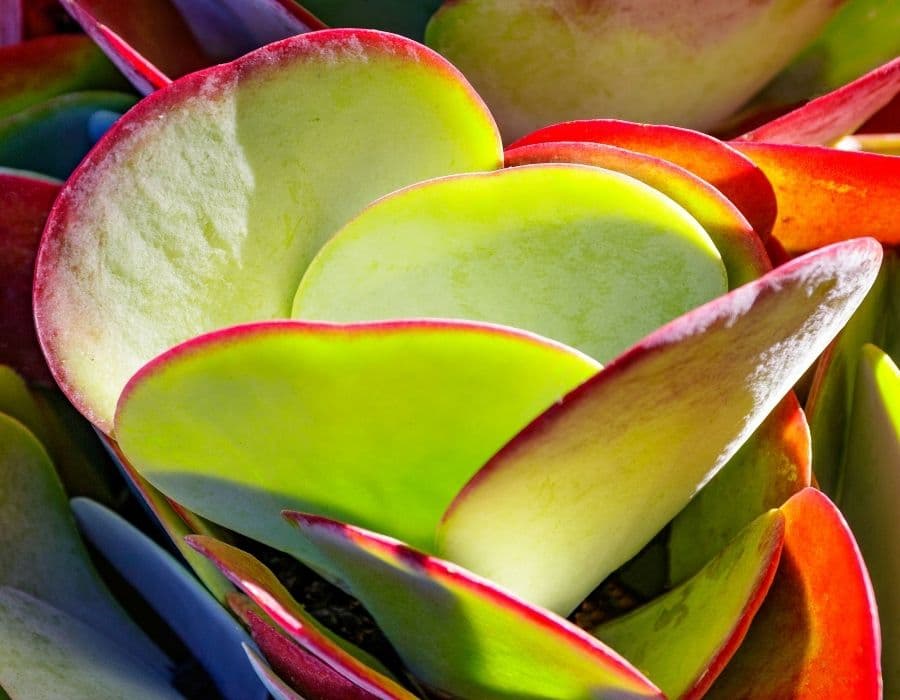 Up close picture of the leaves of a paddle plant