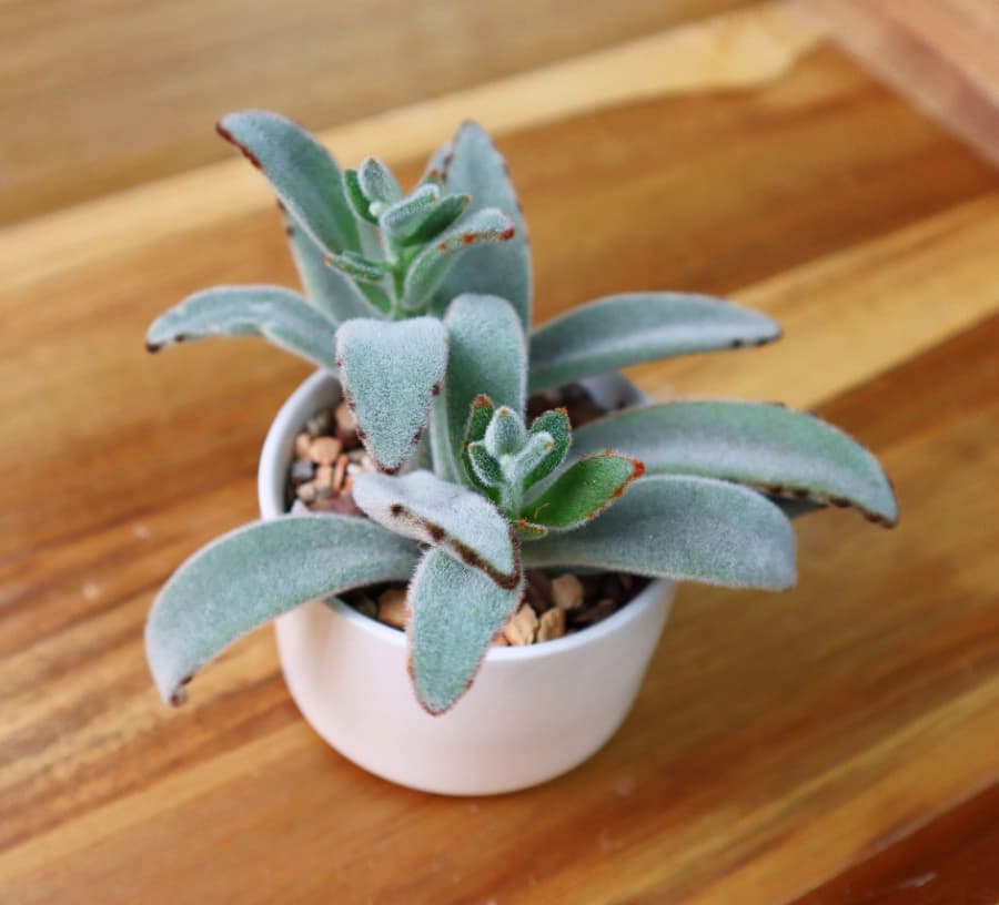 panda plant succulent in a white pot