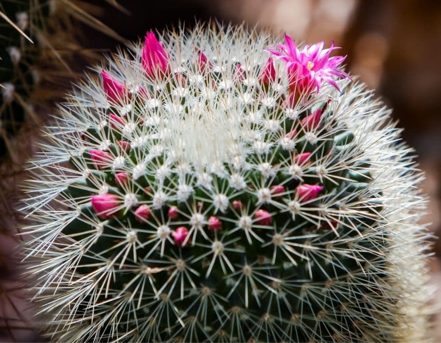 upclose shot of a pincushion cactus with pink flowers