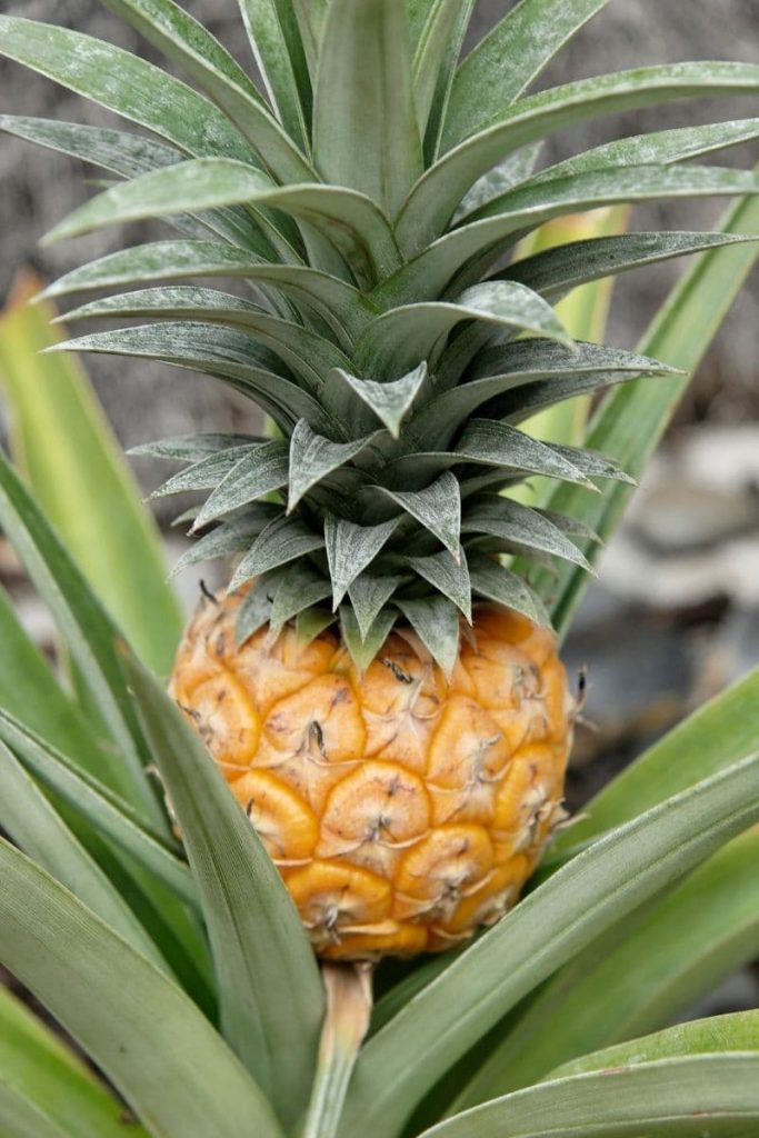 pineapple still attached to the plant