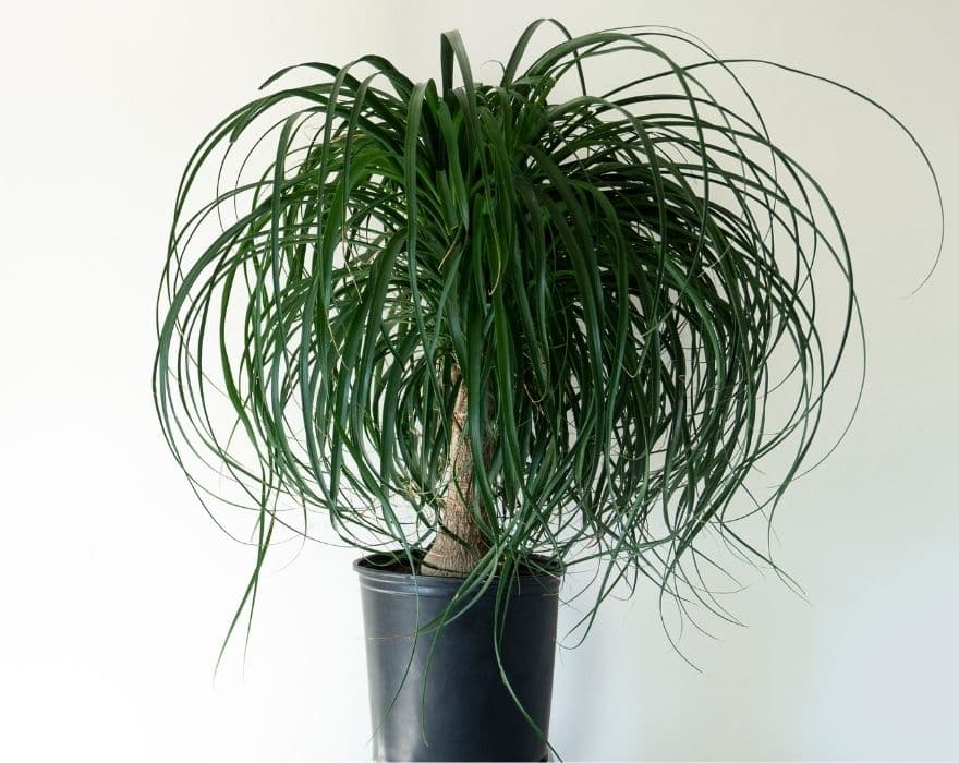 Ponytail palm succulent in a black pot against a white wall.