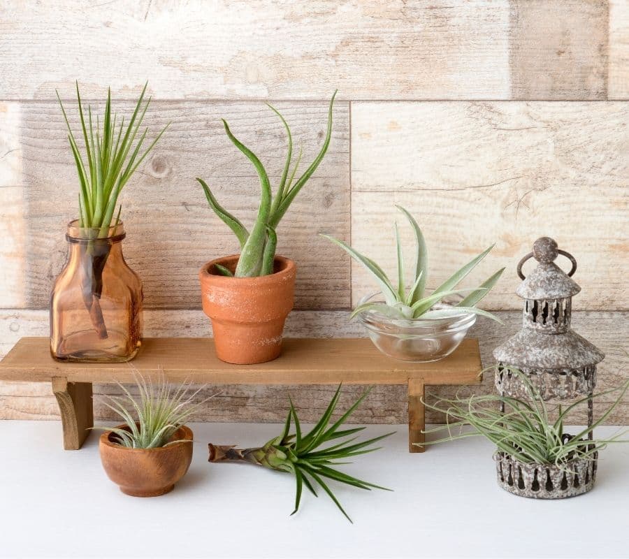 different types of air plants in different pots, jars and containers