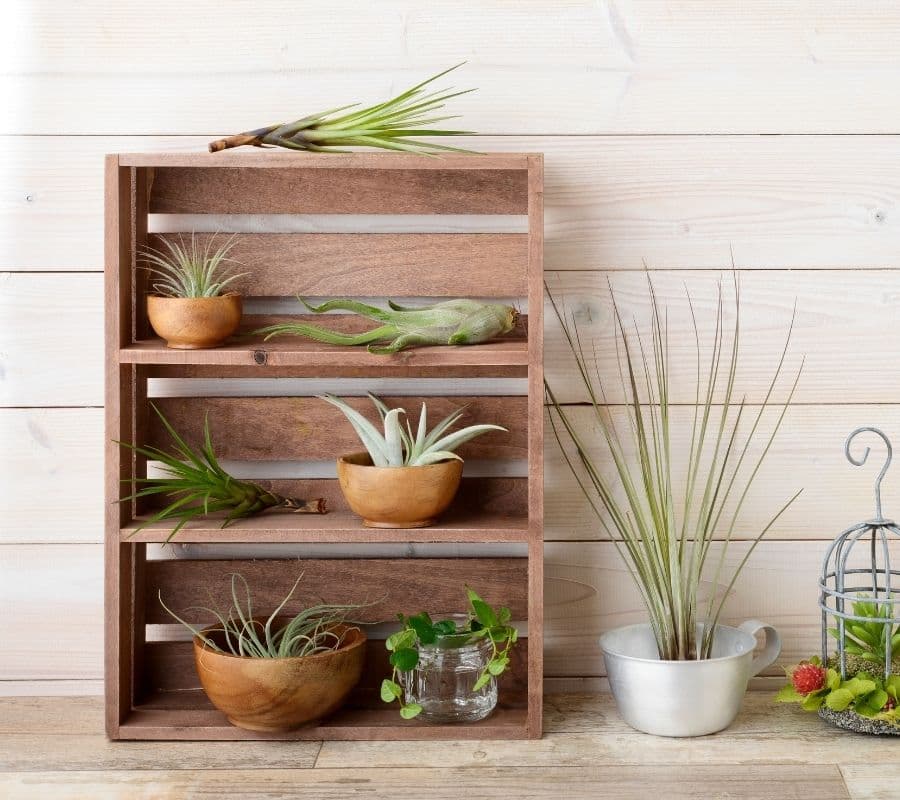 a variety of air plants in wooden bowls and stacked on a wooden shelf