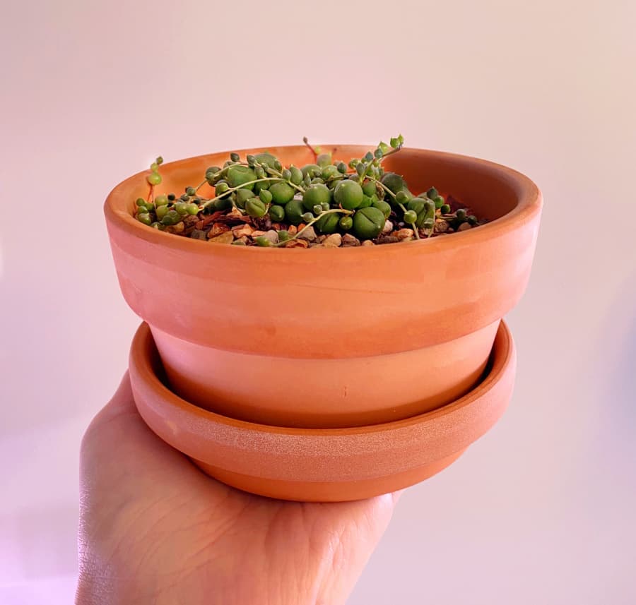 string of pearls succulent in a shallow terracotta pot