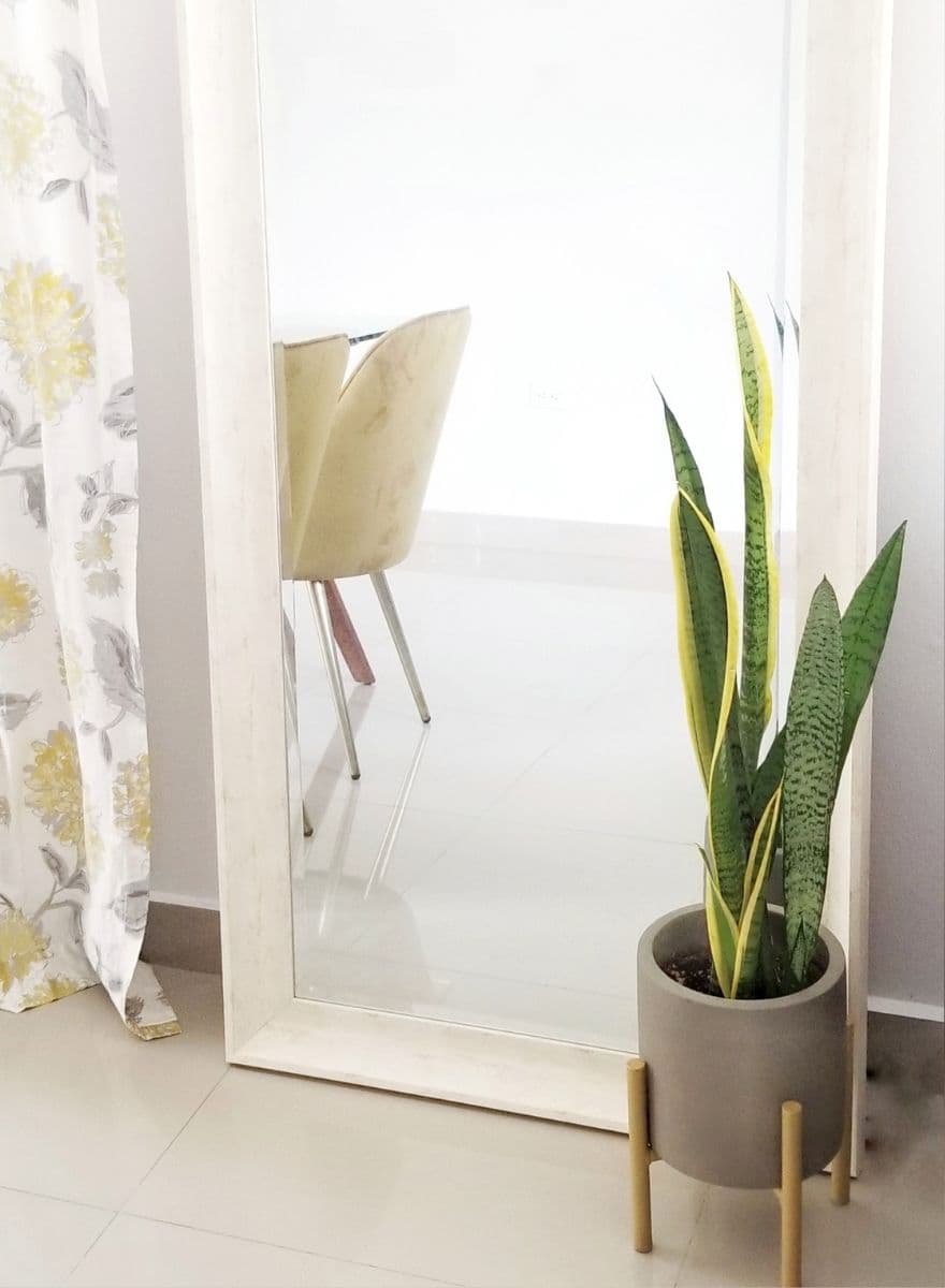 A snake plant in a gray pot next to a tall mirror.