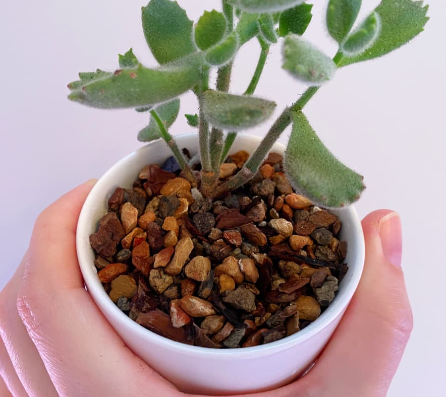 close up shot of the soaked soil of a bear paw plant