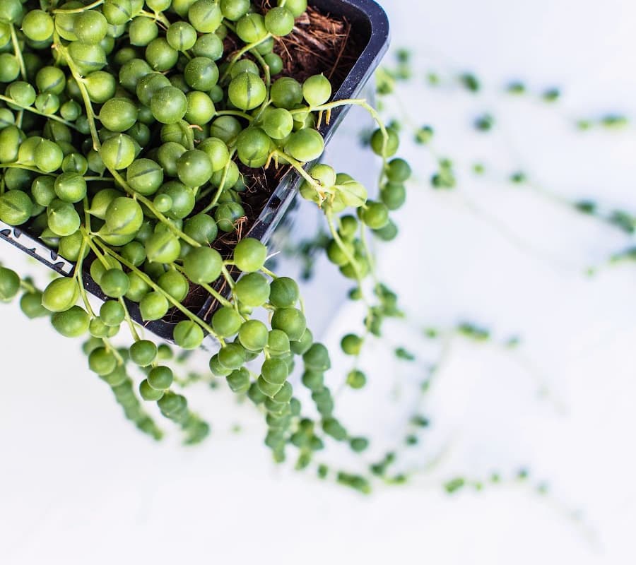 string of pearls succulent plant