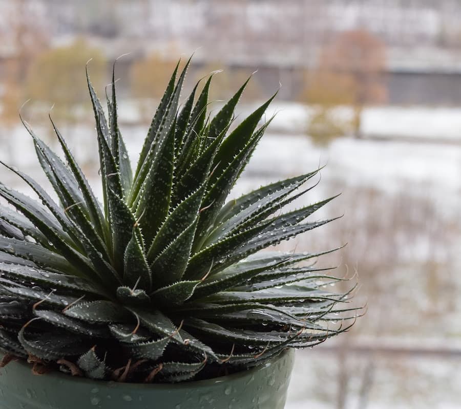 aloe succulent plant in front of a snowy window